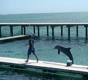 Delphin am DolphinExplorer