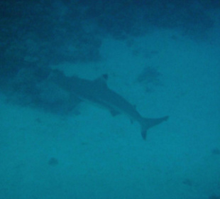 Am Aussenriff gesichtet