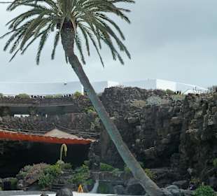 Eine Palme wächst in den Himmel