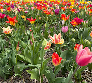 Floratuin Julianadorp