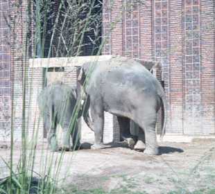 ..Aussengehege Elefanten