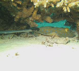 Tauchen bei der Dive Connection