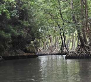 Mangroven