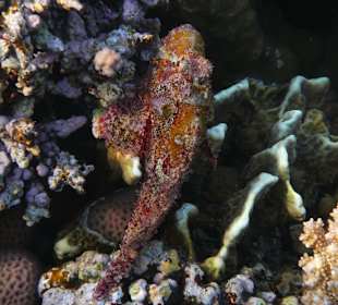 Schnorcheln Sharm el Sheikh