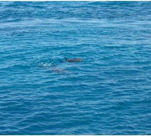 Marsa Alam Ausflüge-Schnorcheln-Delfintour