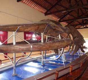 Im Walmuseum in Phan Thiet