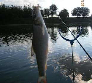 Small Barble form the Mures