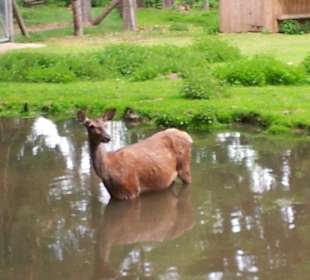 Wildpark Stückberg
