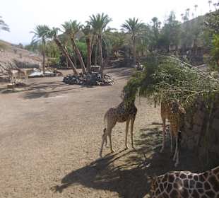 Oasis Park