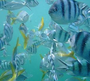 Unterwasserkamera:  Fische mit Reis angefüttert