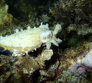 Sepia Hausriff Bituon Beach 