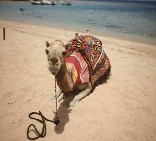 Oskar das Strand Dromedar !