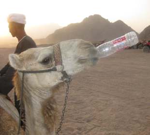 Auch ein Kamel hat mal Durst