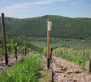 Impressionen Kräuterweg in Assmannshausen