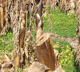 Alles muß raus und neue Pflanzen her