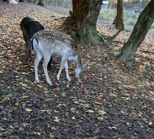 Hier sind die Tiere hinter einer Absperrung