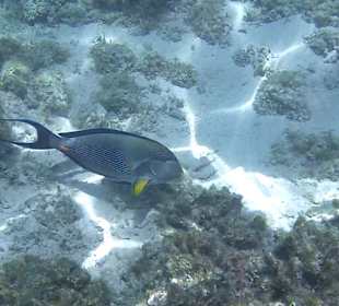 Schnorcheln Soma Bay