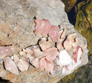 Fisch fürs Barbecue