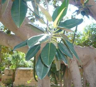 Blätter vom Gummibaum