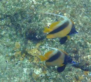 Rotmeer Wimpelfisch