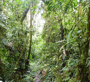 Wanderung durch den Nebelwald/Regenwald