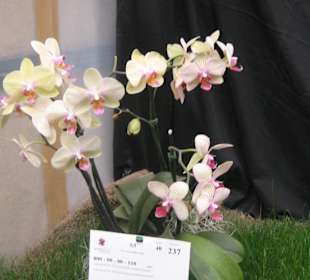 Orchidee