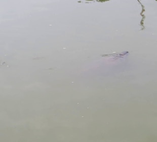 Seehkuhe in Flamingo