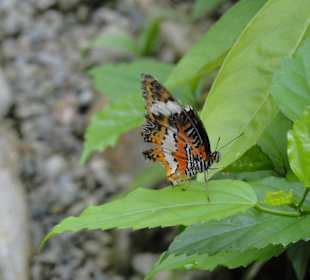 Poring Hot Springs - Schmetterlingsgarten