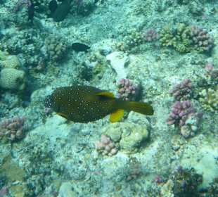 Blaupunktkofferfisch