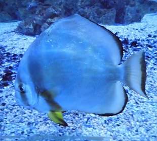 Fisch