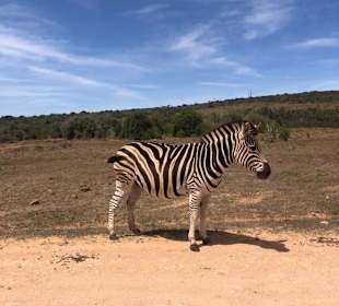 Addo Elephant Nationalpark