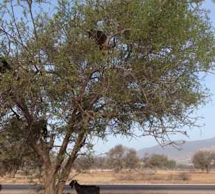 Souss Ebene - Argan Bäume