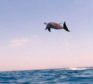 Flying Delphin 