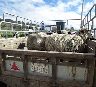 Transport zum Viehmarkt
