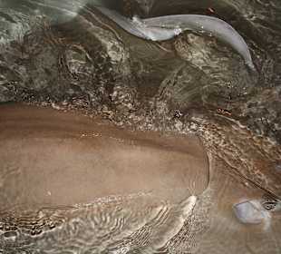 Rochenfüttern Sun Island