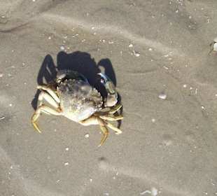 Krebs am Strand von Romo