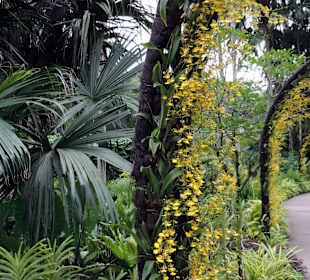 Storczyki w ogrodzie botanicznym w Singapurze