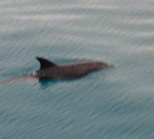 Delfine Mahyma Insel