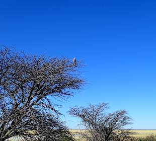 Etosha