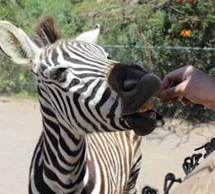 Es darf fast alles gefüttert werden