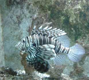 Aquarium in Hurghada