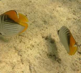 Fähnchen-Falterfisch 