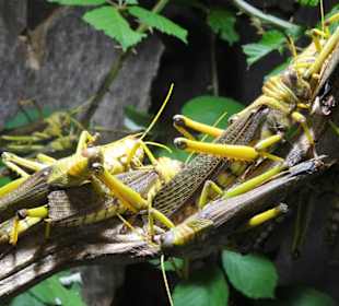 Im Terrarium von Schloss Trauttmansdorff