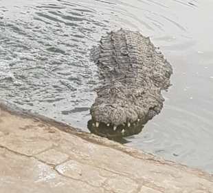 Krokodilfarm Animalia