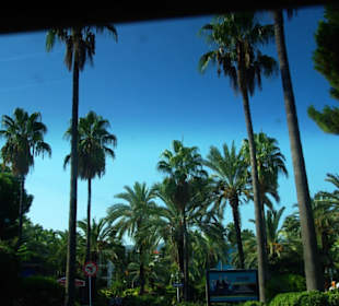Di vielen Palmen am Hafen