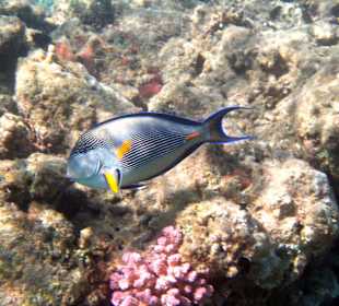 Arabischer Doktorfisch direkt am Strand