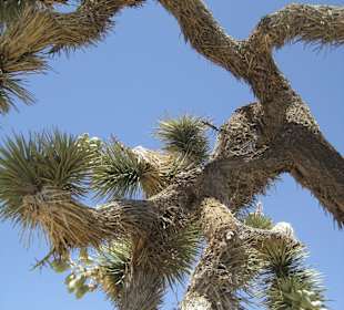 Joshua Tree