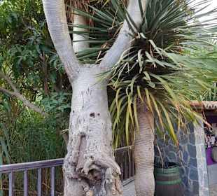 Landschaft von La Gomera