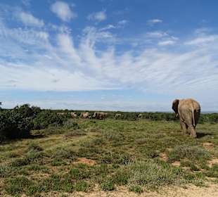 Elefanten auf dem Rückzug