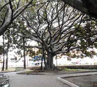 Park der Villa Mazzini